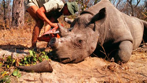 cities in singapore|Singapore, a hub for smuggled SA rhino horn, elevates wildlife.